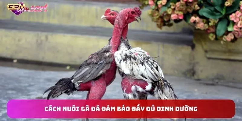 cach-nuoi-ga-da-dam-bao-day-du-dinh-duong