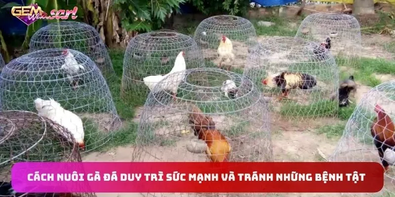 cach-nuoi-ga-da-duy-tri-suc-manh-va-tranh-nhung-benh-tat