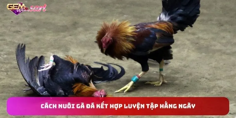 cach-nuoi-ga-da-ket-hop-luyen-tap-hang-ngay