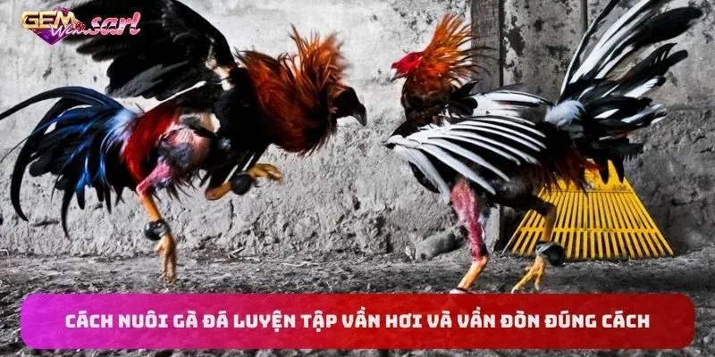 cach-nuoi-ga-da-luyen-tap-van-hoi-va-van-don-dung-cach