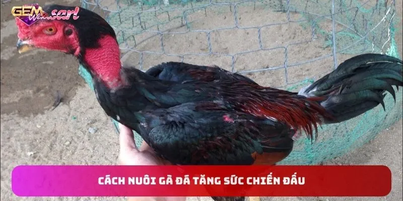 cach-nuoi-ga-da-tang-suc-chien-dau