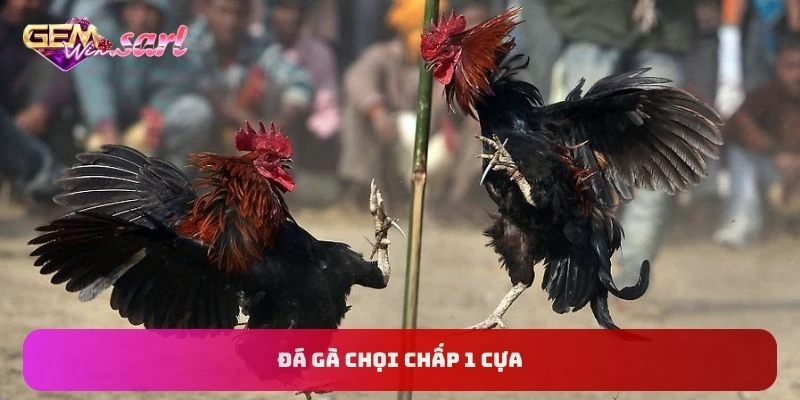 da-ga-choi-chap-1 cua