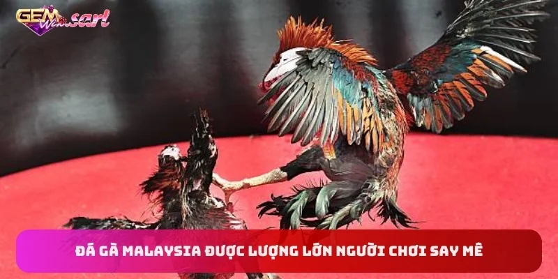 da-ga-malaysia-duoc-luong-lon-nguoi-choi-say-me