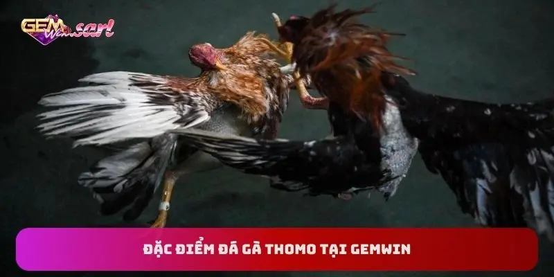 dac-diem-da-ga-thomo-tai-gemwin