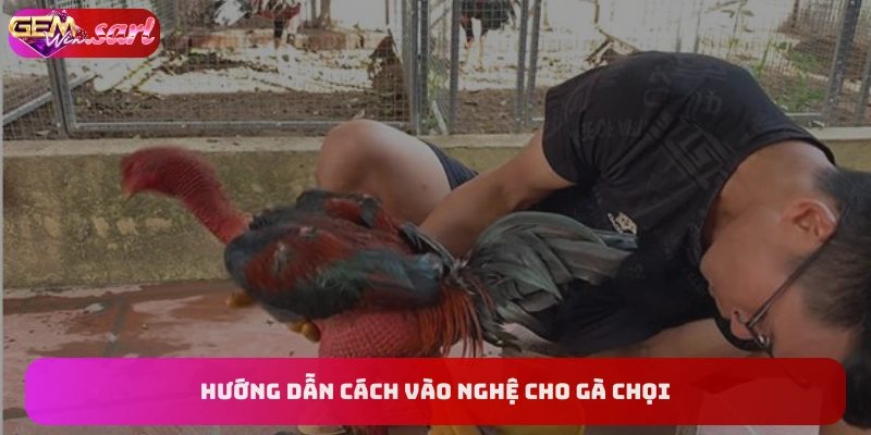 huong-dan-cac-buoc-vao-nghe-cho-ga-choi