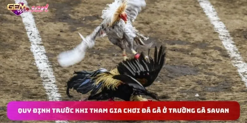 quy-dinh-tham-gia-choi-da-ga-o-truong-ga-savan