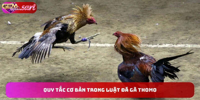 quy-tac-co-ban-trong-luat-da-ga-thomo