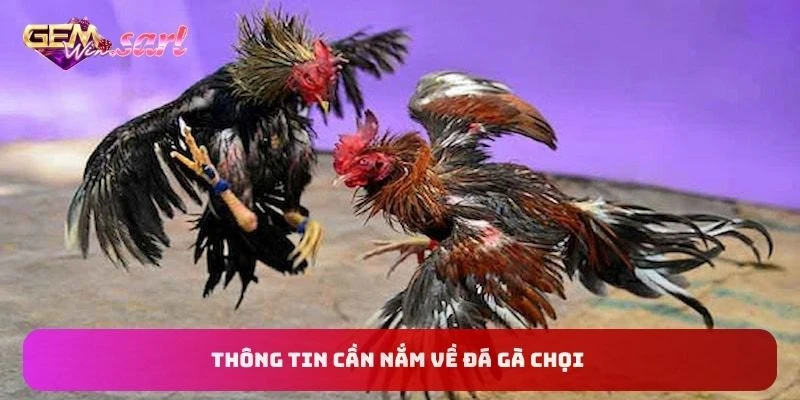 thong-tin-can-nam-ve-da-ga-choi