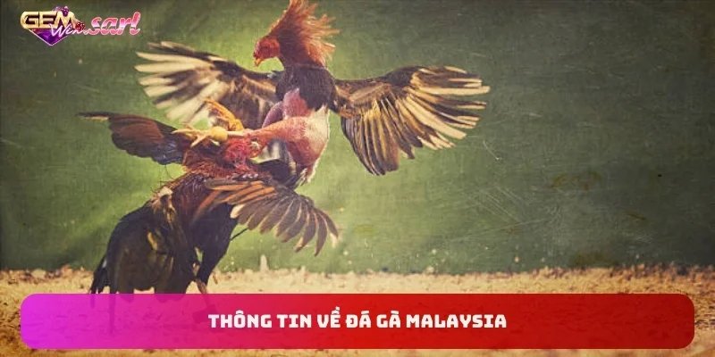 thong-tin-ve-da-ga-malaysia