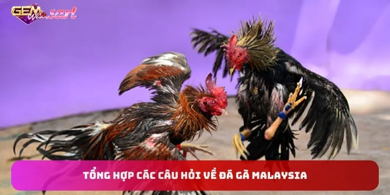 tong-hop-cac-cau-hoi-ve-da-ga-malaysia