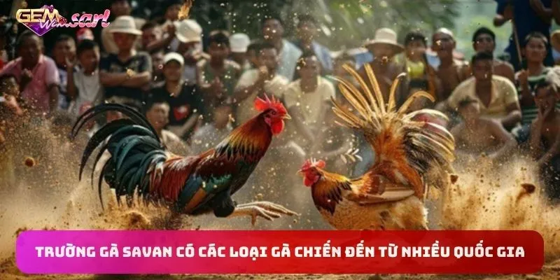 truong-ga-savan-co-cac-loai-ga-chien-den-tu-nhieu-quoc-gia