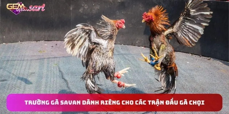 truong-ga-savan-danh-rieng-cho-cac-tran-dau-ga-choi