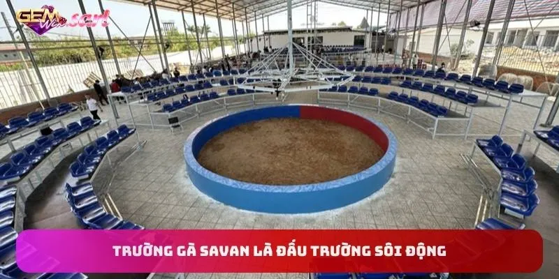 truong-ga-savan-la-dau-truong-soi-dong