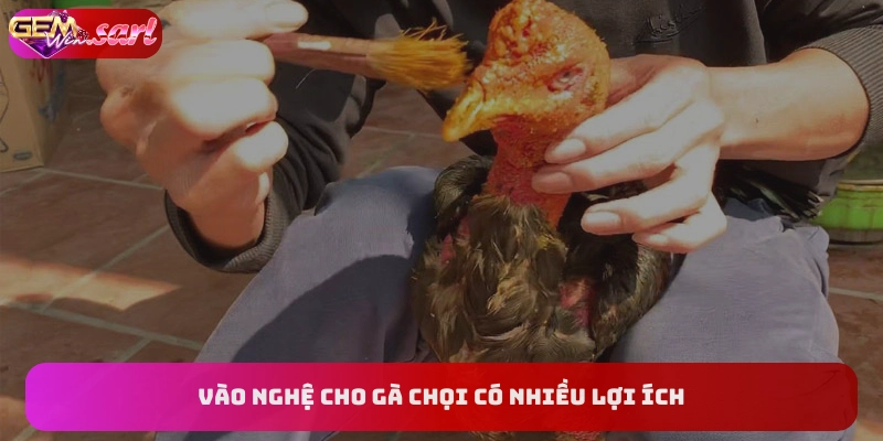 vao-nghe-cho-ga-choi-co-rat-nhieu-loi-ich