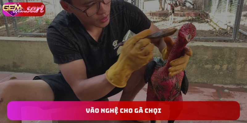 vao-nghe-cho-ga-choi-dai-dien